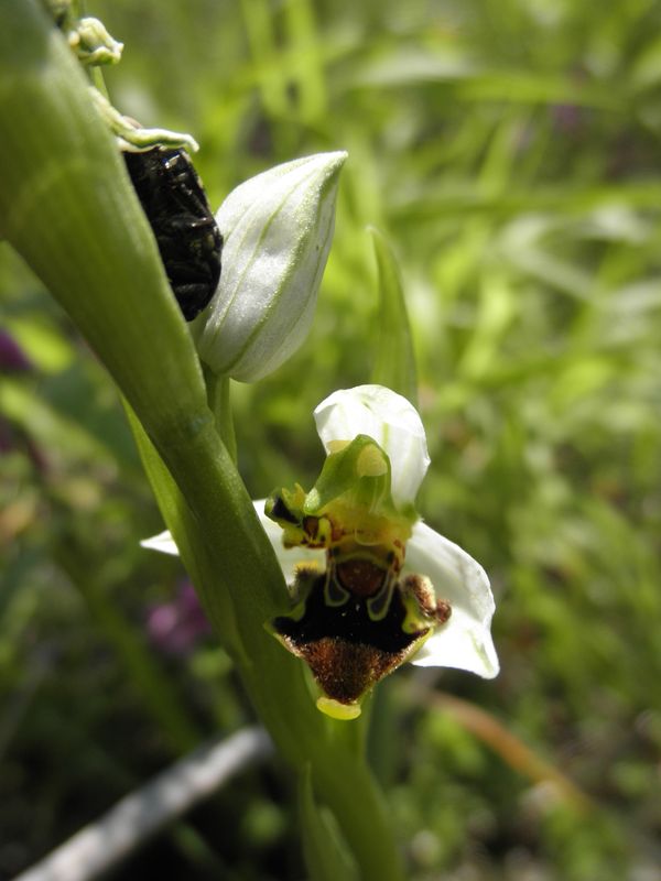 Ophrys apifera forse della Grecia